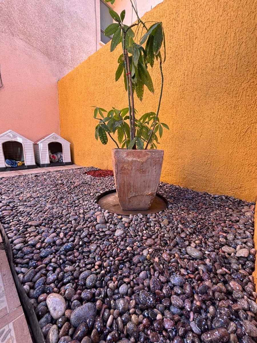 Después: piedra rodada con macetero y planta en el patio, La Chimba, Copiapó
